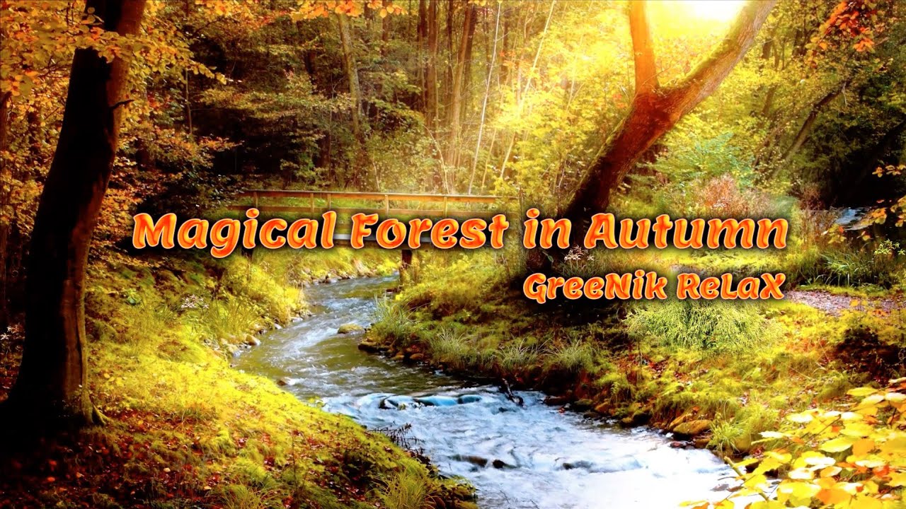 Magical Forest in Autumn &bull; Absolute Relaxation &bull;  The Sound of the Stream