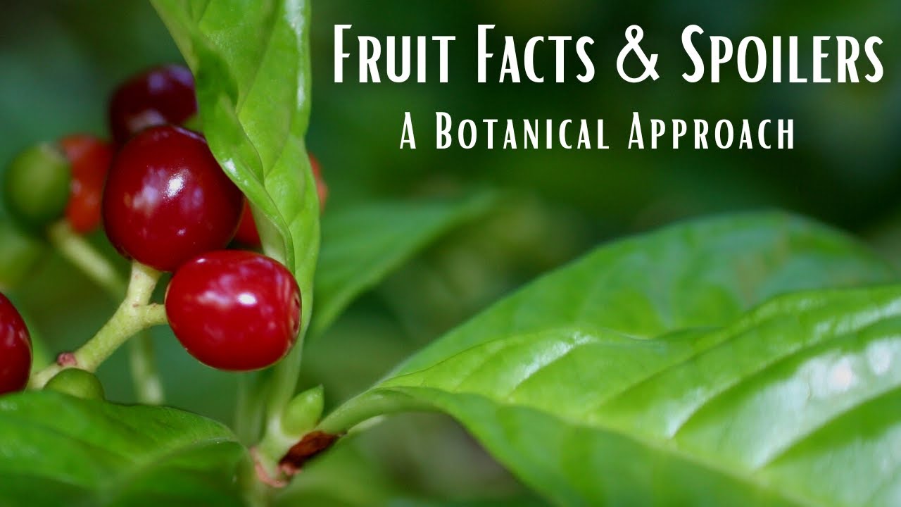 Fruit Facts and Spoilers: A Botanical Approach