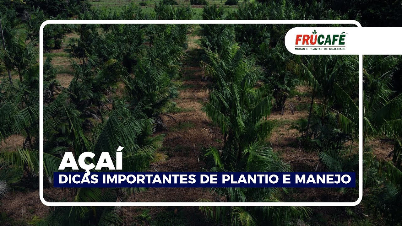 AÇAÍ, Dicas Importantes de Plantio e Manejo.