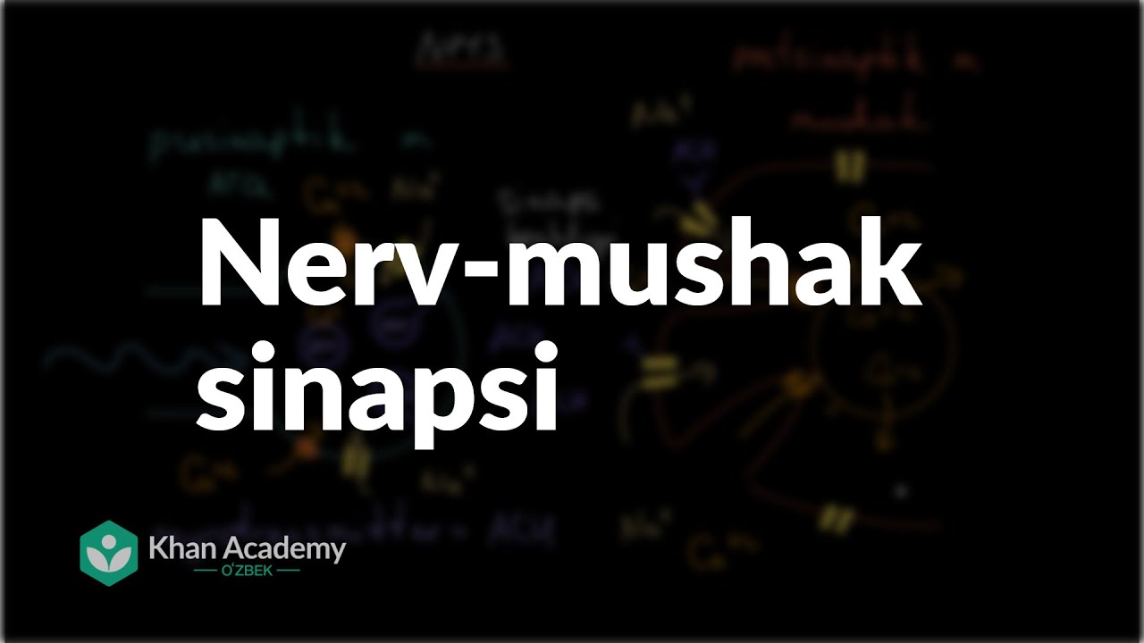 Nerv-mushak sinapsi | Mushak tizimi |  Tibbiyot