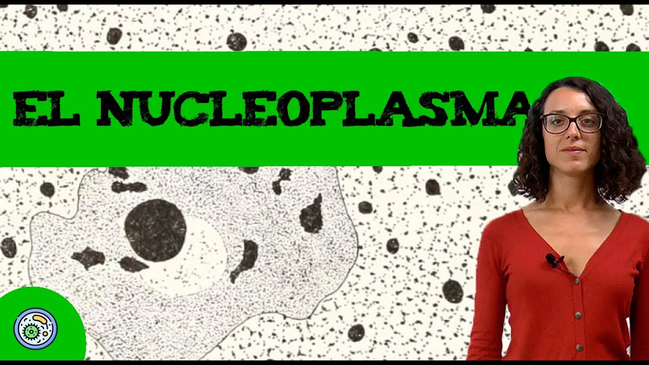 El nucleoplasma 🧫 que &eacute;s?