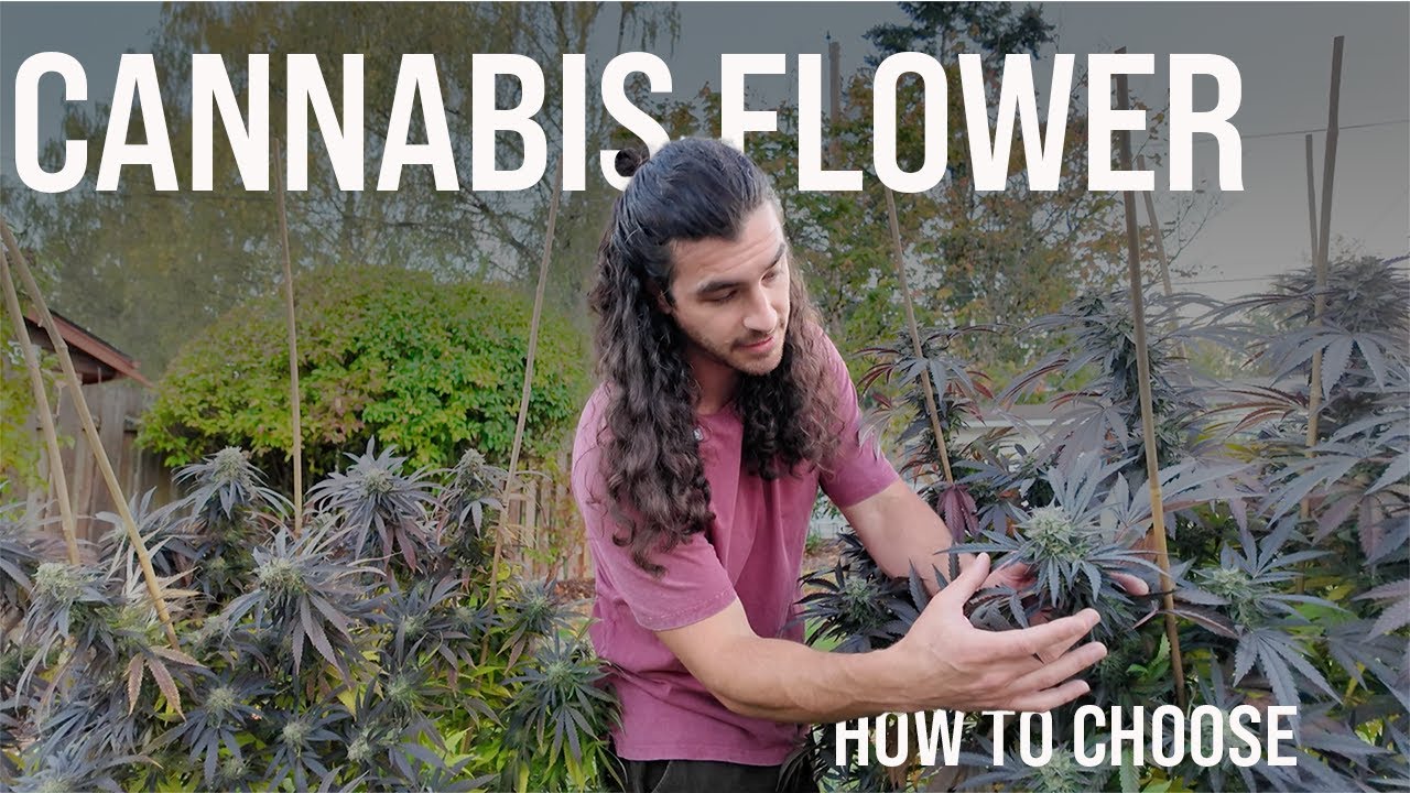 How to Choose Cannabis Flower at the Dispensary: PharmD Explains