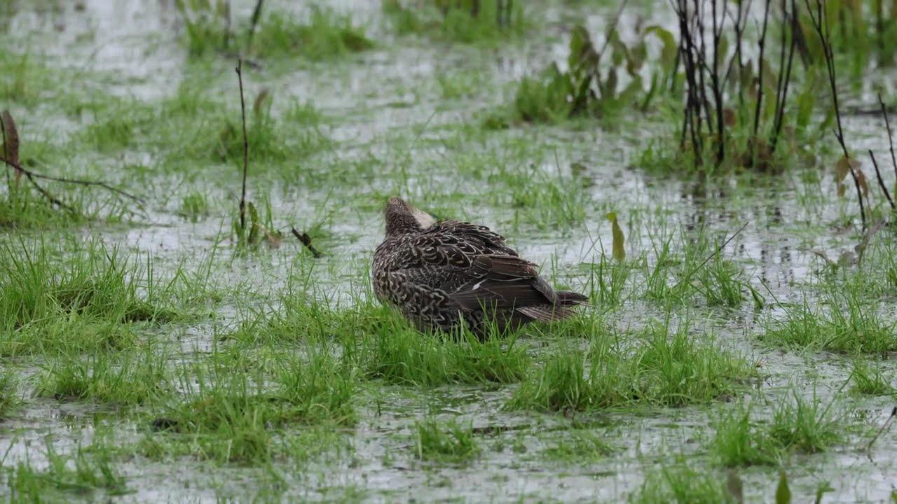 My Birding Patch. Dorset UK
