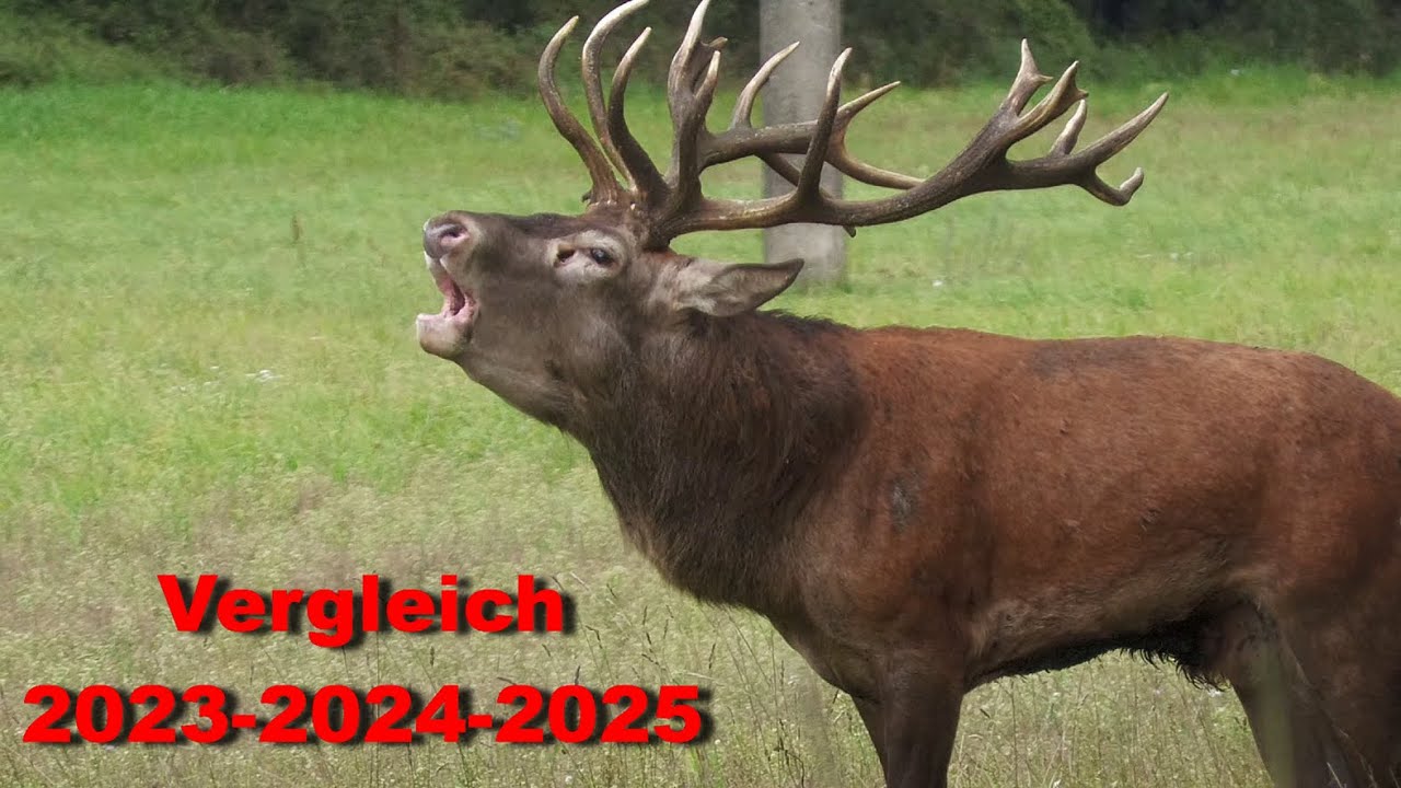 Die Geweihentwicklung vom 20 Ender 2023 - 2024 - 2025