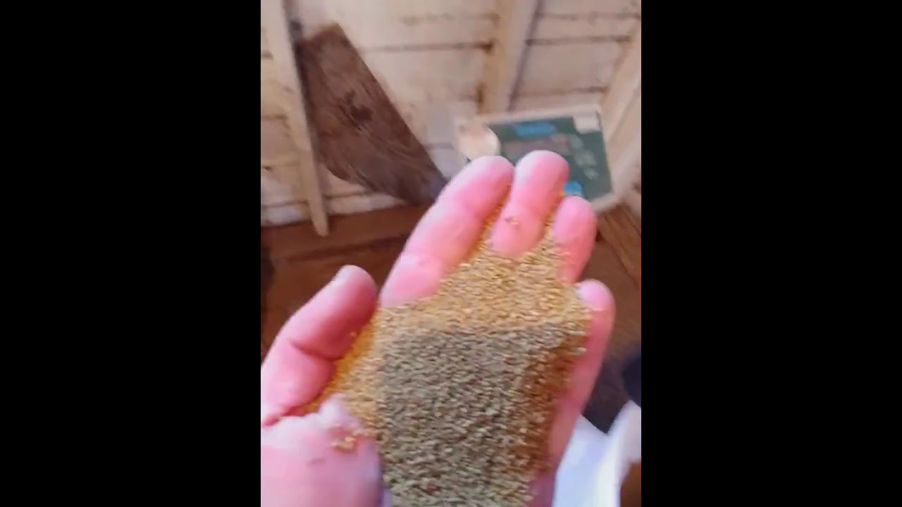 Alfalfa seed, AAA grade, Jed Williams, Imperial SK  Canada