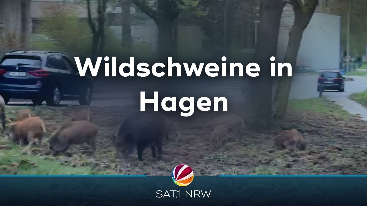 Wildschweine in Hagen