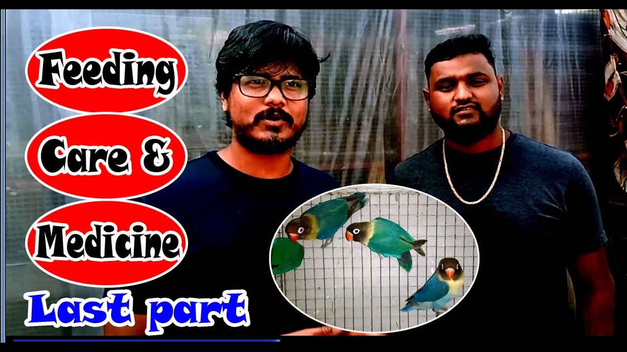 Birds Feeding, Care & Medicine with Sumit da (kolkata lovebirds) Last part