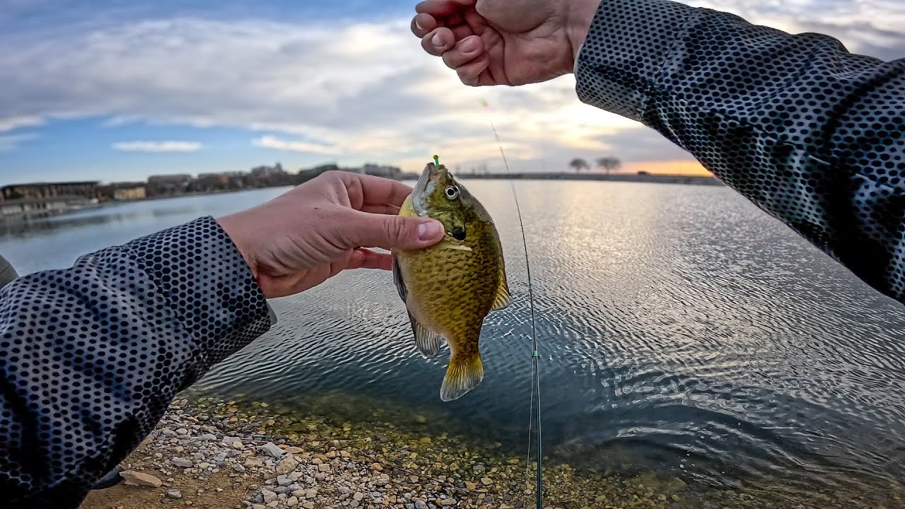 Shore Fishing SECRETS for Big Bluegills!
