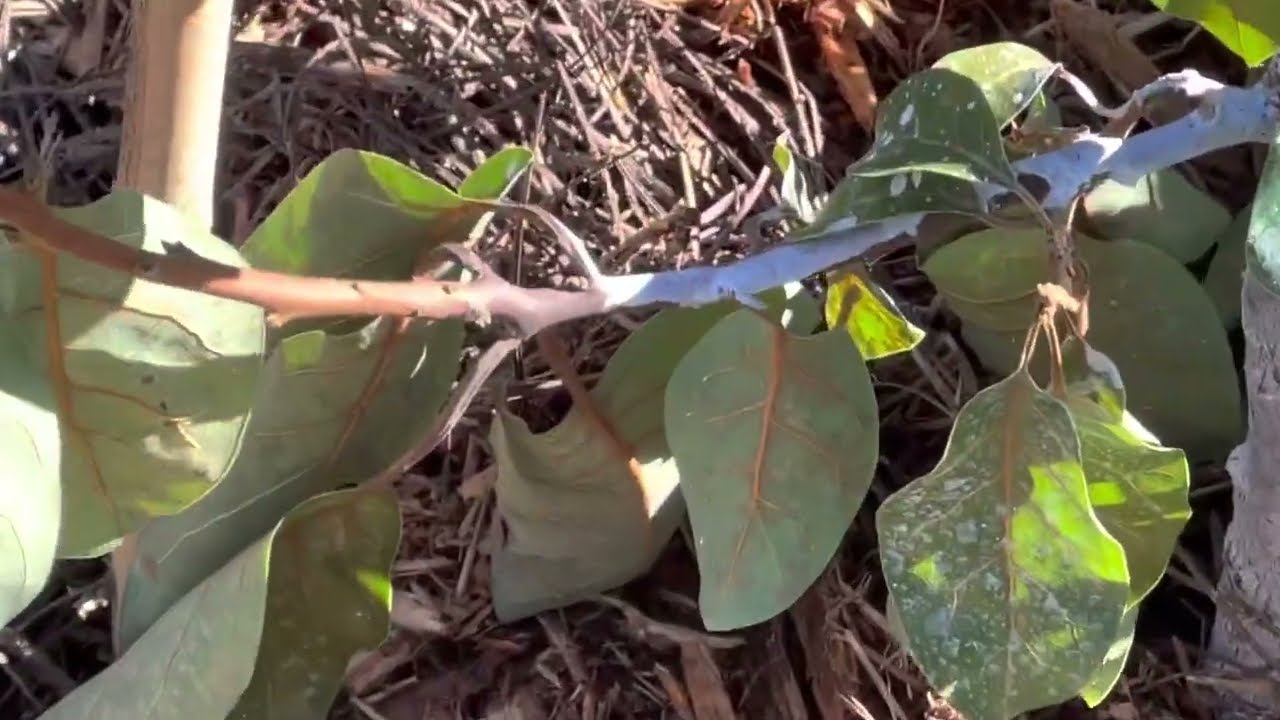 3 nights below freezing - Zone 9A - Avocados