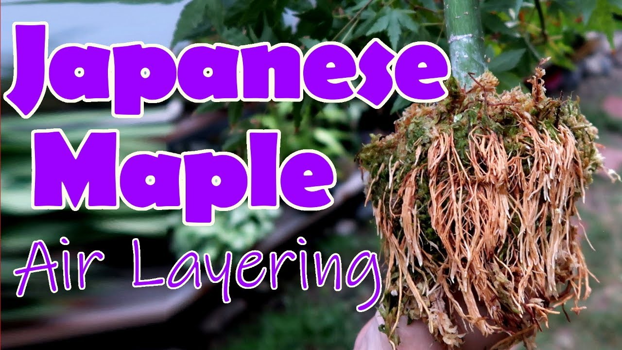 Air Layering Japanese Maple in California (USDA Zone 9b)