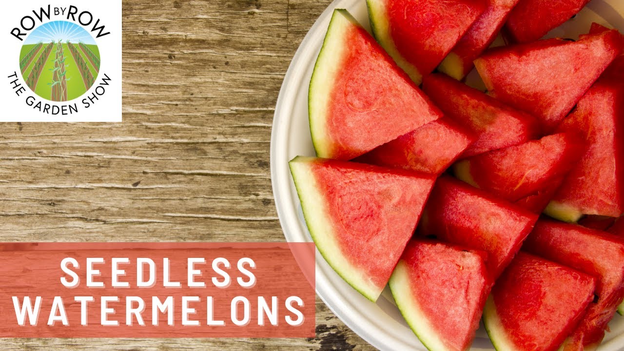 HOW TO GROW SEEDLESS WATERMELONS IN YOUR BACKYARD!