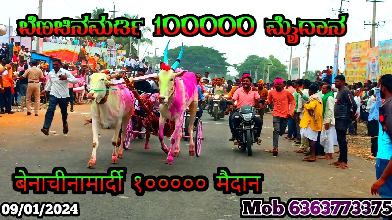 ಬೆಣಚಿನಮರ್ಡಿ 100000 ಮೈದಾನ | Benchinamardi 100000 Bull Race| बेंचीनामार्दी १००००० मैदान 09/01/2024