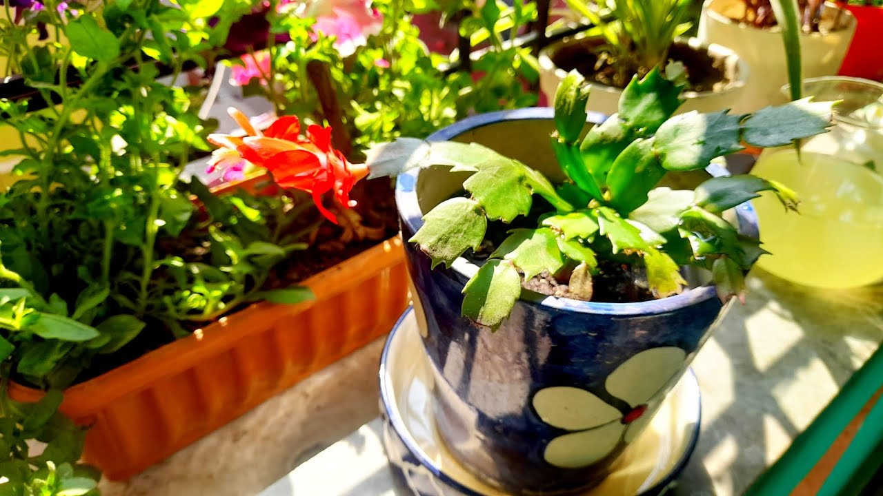 Unbelievable February bloom on my Christmas Cactus | Organic Fertilizer Magic  🌱🌸