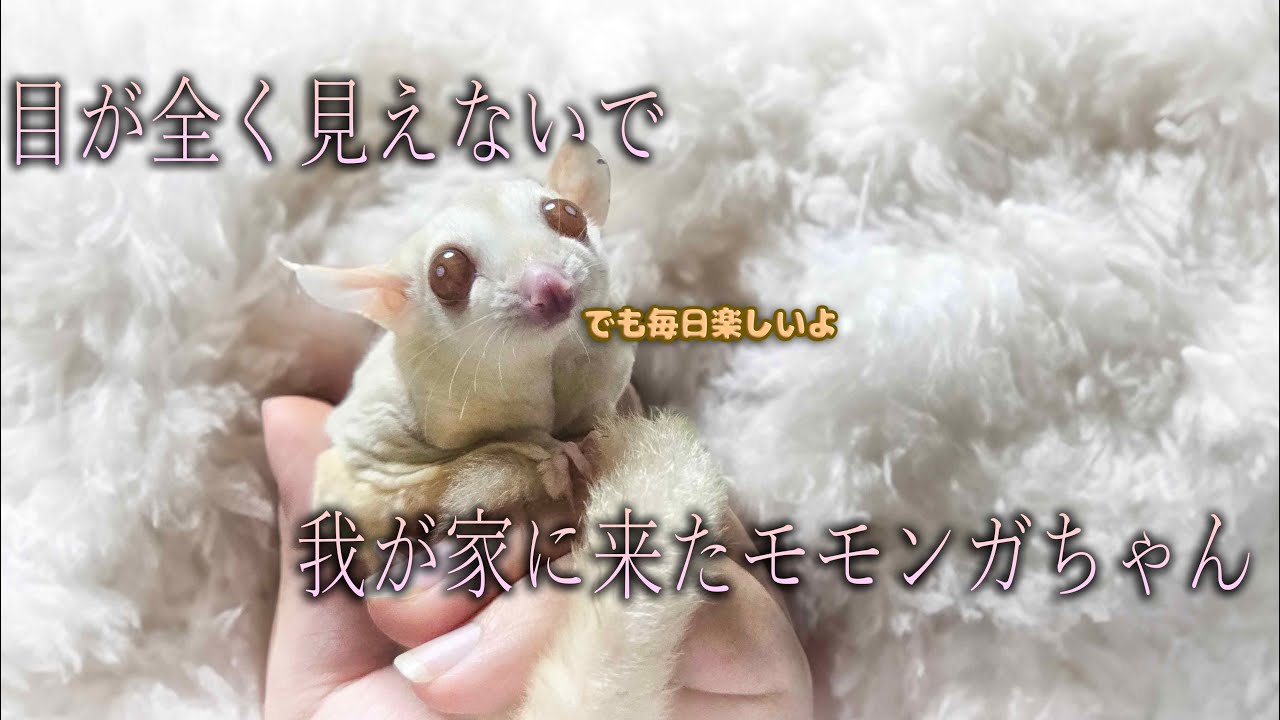 目がまったく見えないモモンガちゃんでも毎日こねられていっぱい遊んで幸せです！