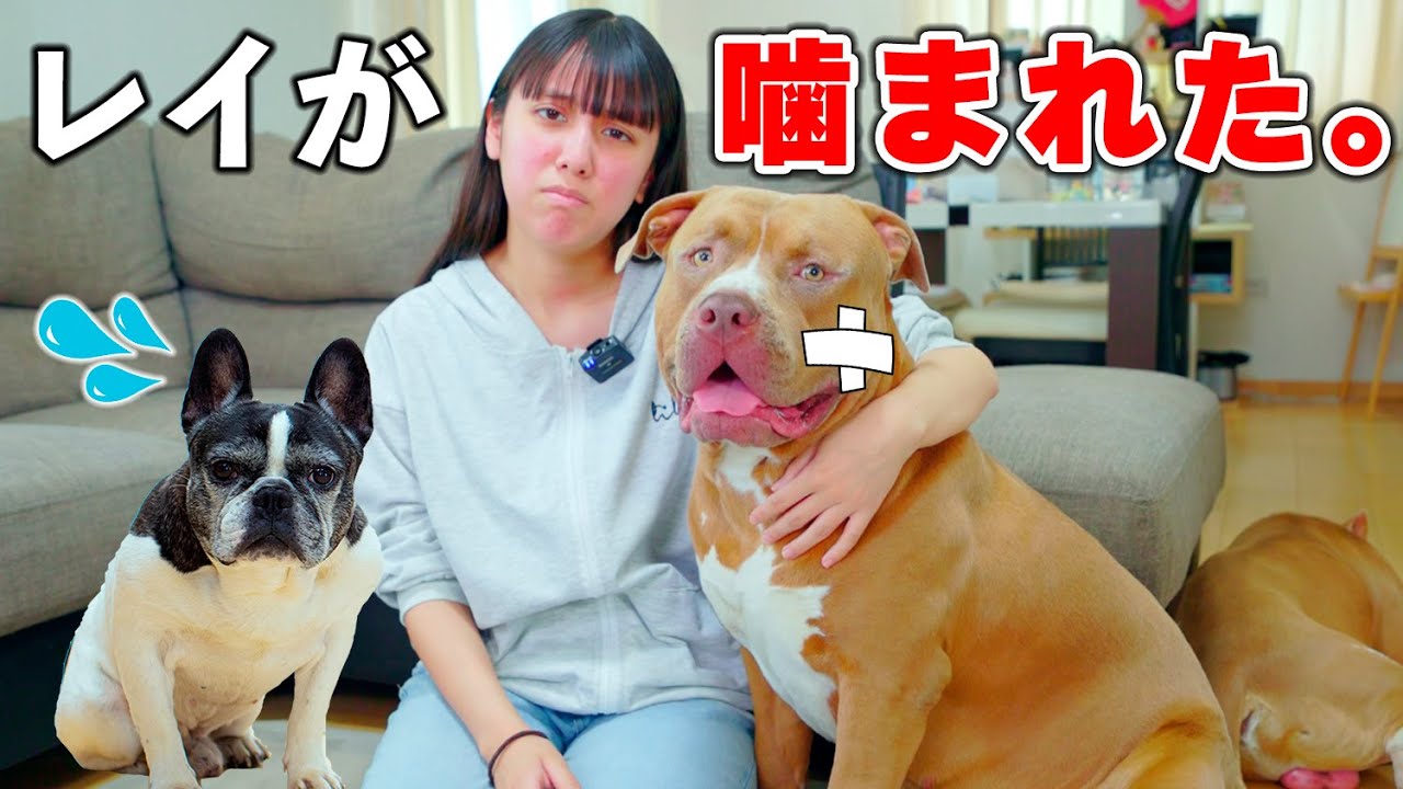 レイがまた噛まれた？！犯人はまさかの、、。傷が可哀想😢【アメリカンピットブル】