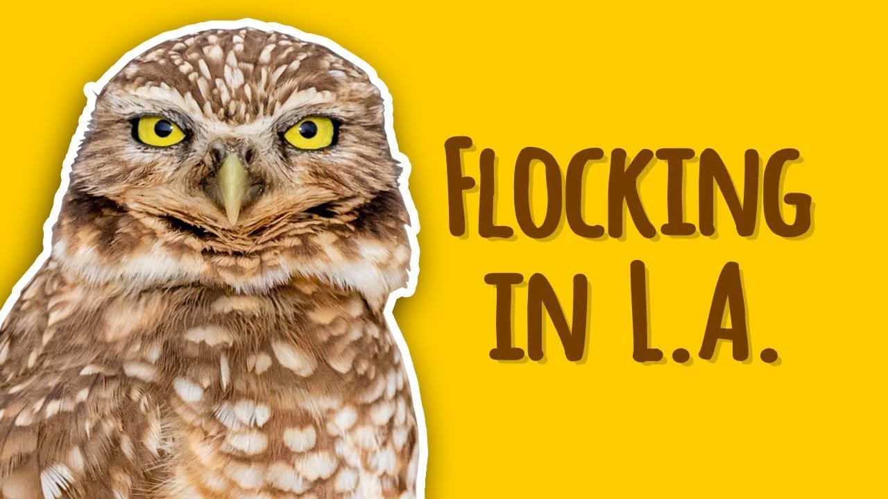 Backyard Birding Episode 1: Bird Diversity in Los Angeles County #NHMLA #backyardbirding