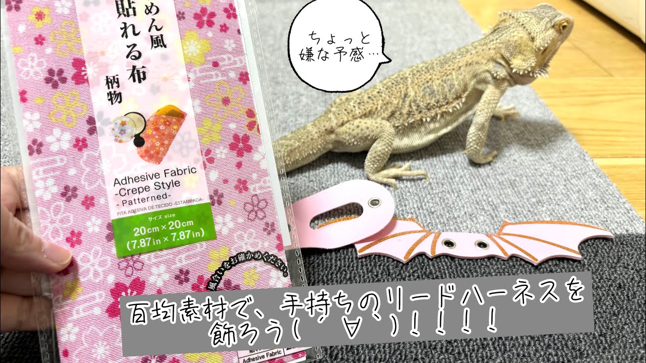 百均の素材でフトアゴのハーネスをデコる！bearded dragon