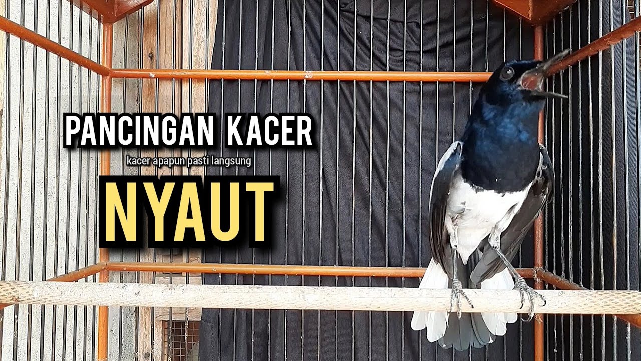 kacer gacor NGEPLONG tarung ini paling ampuh buat PANCINGAN KACER agar EMOSI