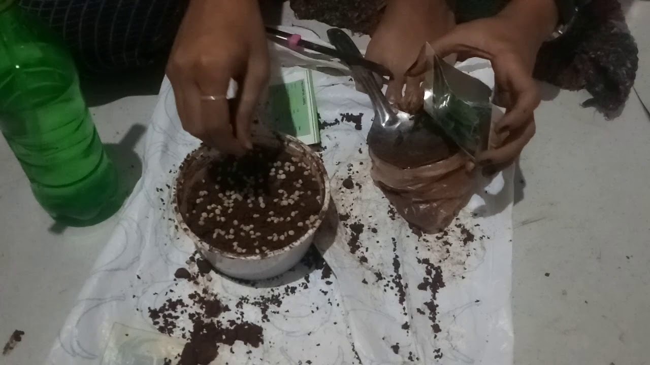 How to grow Guar plant (Gawar) #helpingcat