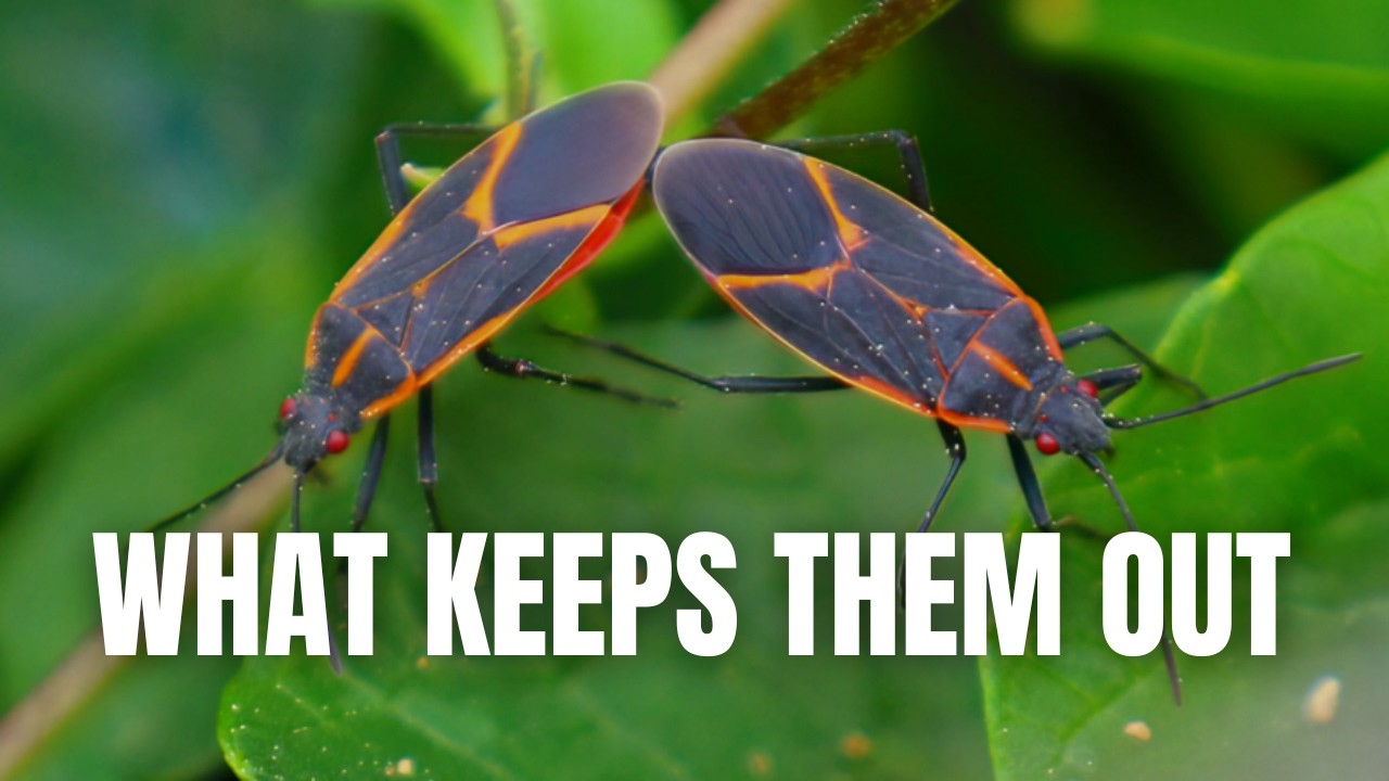 How to Stop Boxelder Bugs Before They Enter