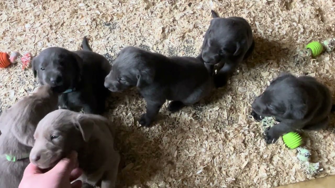 Puppy playtime!
