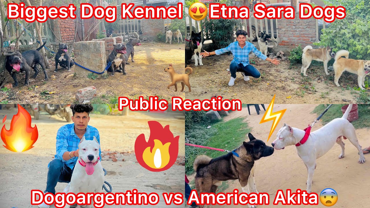 Biggest Dog Kennel🐶|| Dogoargentino Vs Amarican Akita😨|| Sb Dogs K Sath Public Place M Gye But😰