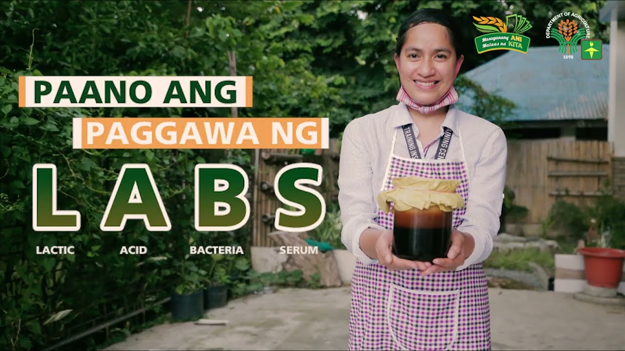 Paano ang paggawa ng Lactic Acid Bacteria Serum (LABS)