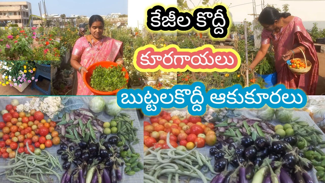 మిద్దె తోటలో బీన్స్ దొండ బెండ వంగ  చిక్కుడు టమాటో క్యాబేజీ కాలీఫ్లవర్ నిమ్మకాయలు ఆకుకూరలు#harvest 