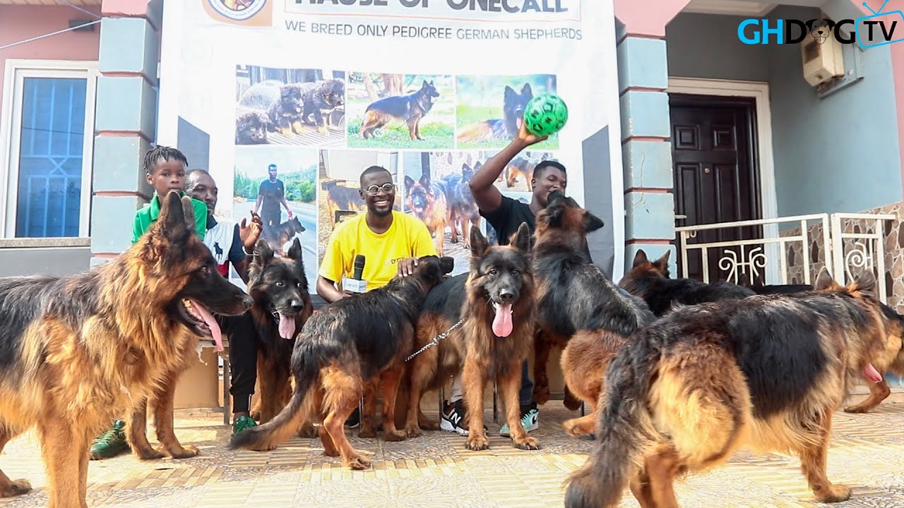 A Visit to One Call Kennel | The Kennel with numerous imported pedigree German Shepherds