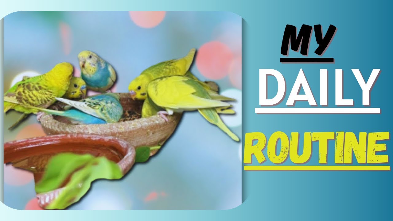 Our Daily Routine With Parrots 🦜| Full Care & Cleaning