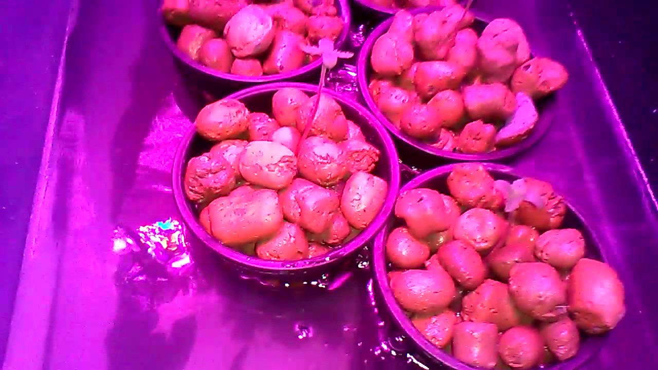 Cultivo hidroponico interior/indoor de cannabis autofloreciente parte 5