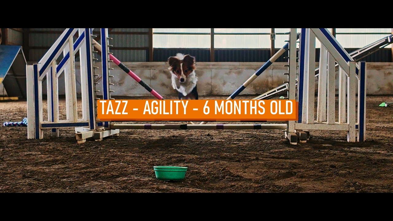 Tazz - Agility (6 Months Old)