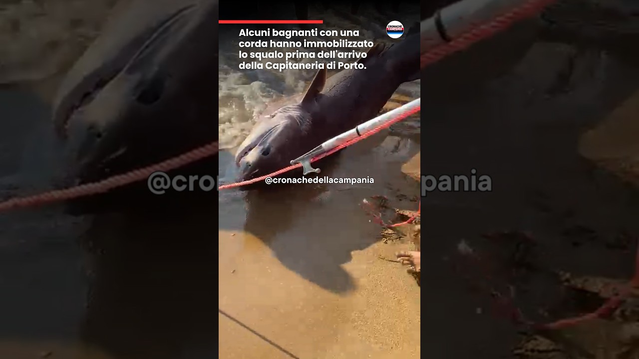 Squalo a Santa Maria di Castellabate  - Salerno #squalo #spiaggia #castellabate #shark #cilento #sea
