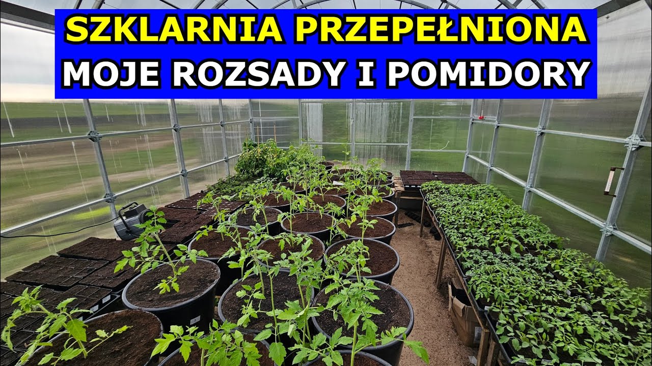 Szklarnia PRZEPEŁNIONA. Moje Rozsady i Pomidory Posadzone, Og&oacute;rki, Fasola Papryka Rozsadnik Warzywny