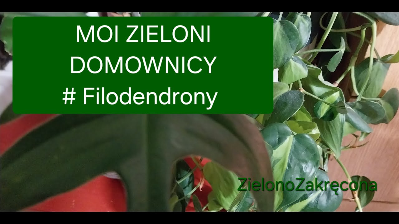💚MOI ZIELONI DOMOWNICY# Filodendrony - policzyłam- liczba może w każdej chwili ulec zmianie🤗