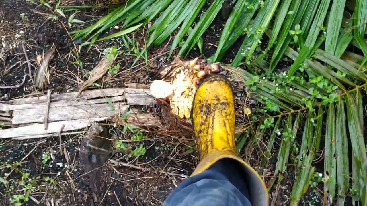Panen ke 7 di usie 31 bulan 
