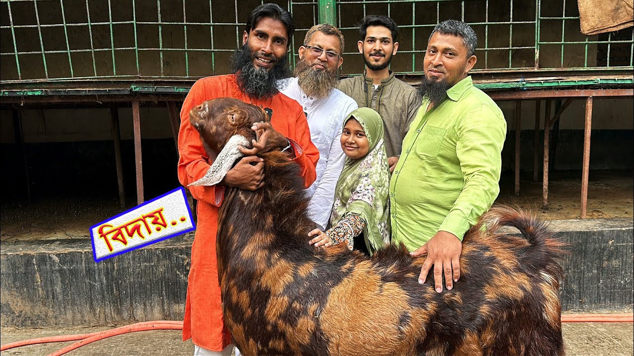রোমিও-২ এর বিদায় বেলায় // Goat Farming // Shokher Khamar