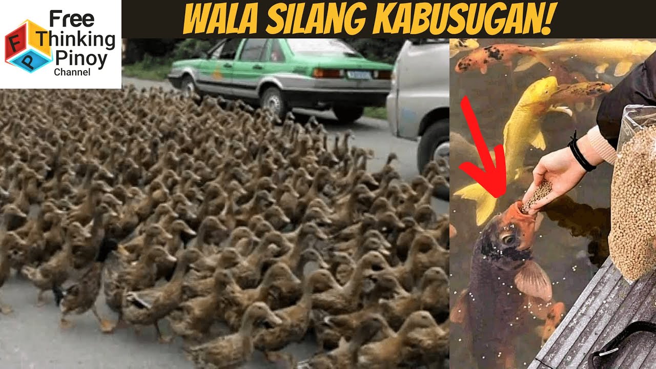 GANITO PAKAININ ANG MARAMING HAYOP | Iba't Ibang Paraan Ng Pagpapakain Sa Maraming Hayop