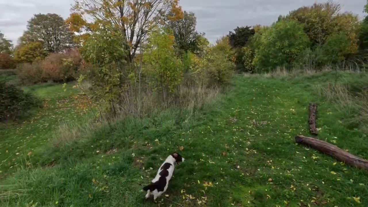 Getting or got a springer spaniel 