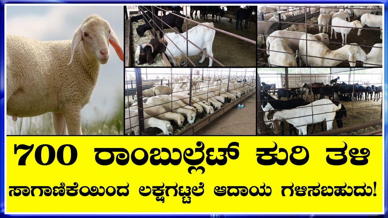 Rambouillet ಕುರಿ ಸಾಕಾಣಿಕೆಯಲ್ಲಿ ಸಕ್ಸಸ್ ಕಂಡ  ಉತ್ತಮ ಆದಾಯ ಗಳಿಸುತ್ತಿರುವ ಯುವಕ
