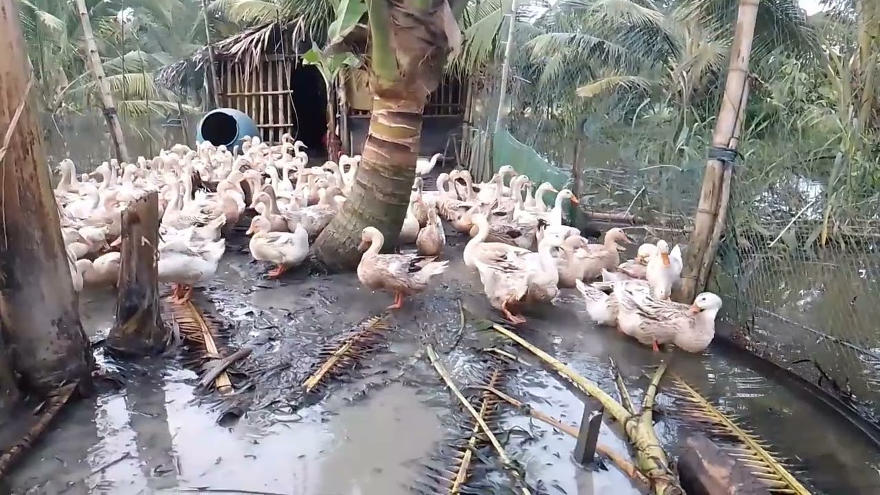 #nuôi vịt đẻ🦆,:có lời nhuận trong mùa nước nổi.mô hình ace cần tham khảo.