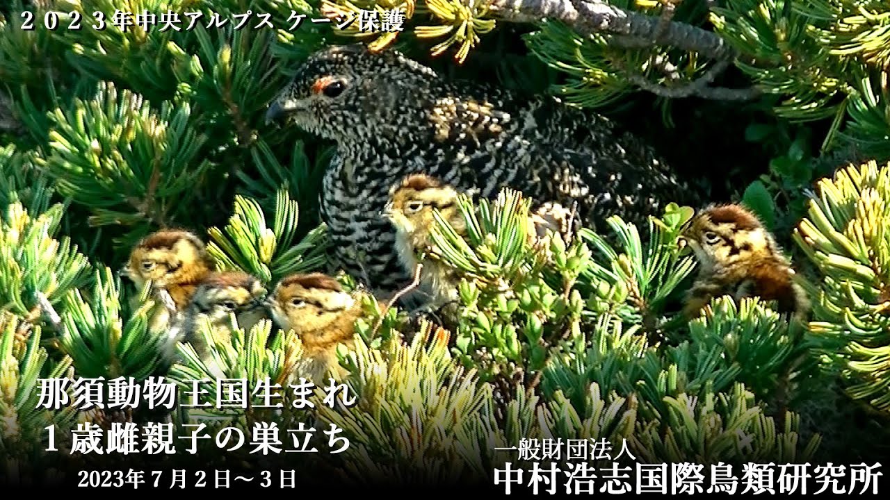 2023年 中央アルプス木曽駒ケ岳 ライチョウケージ保護「那須動物王国生まれ １歳雌親 家族の巣立ち、そしてケージに保護」