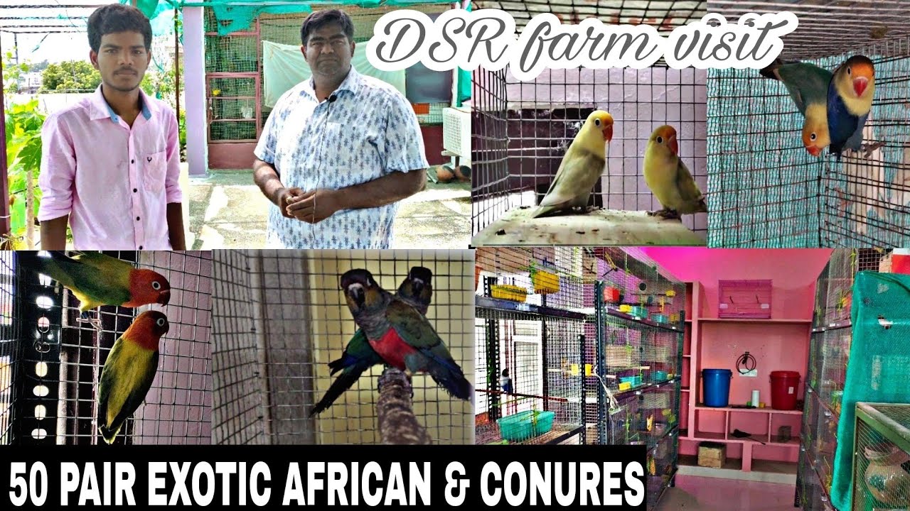BIRDS FARM VISIT / EXOTIC AFRICAN LOVE BIRDS & CONURE with price IN KANCHIPURAM /