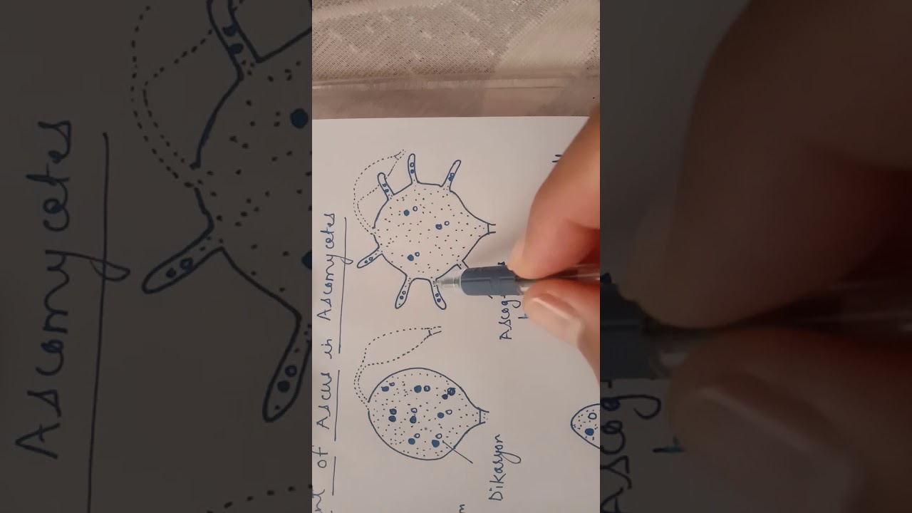 Development of Ascus in Ascomycetes || Dr. Govind Kumar Barupal