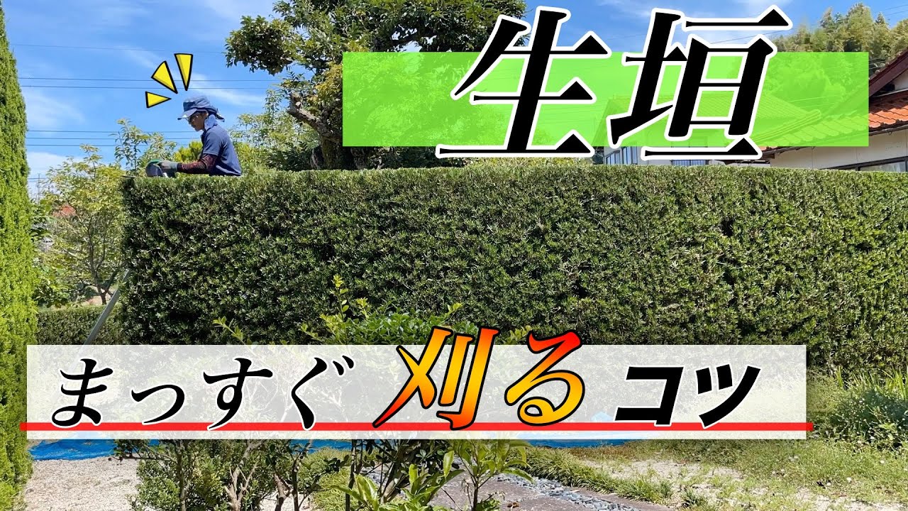 【完全解説！】【生垣剪定】ラカンマキの生垣を電動バリカンでキレイにまっすぐ刈り込むコツ【マキタMUH3652】
