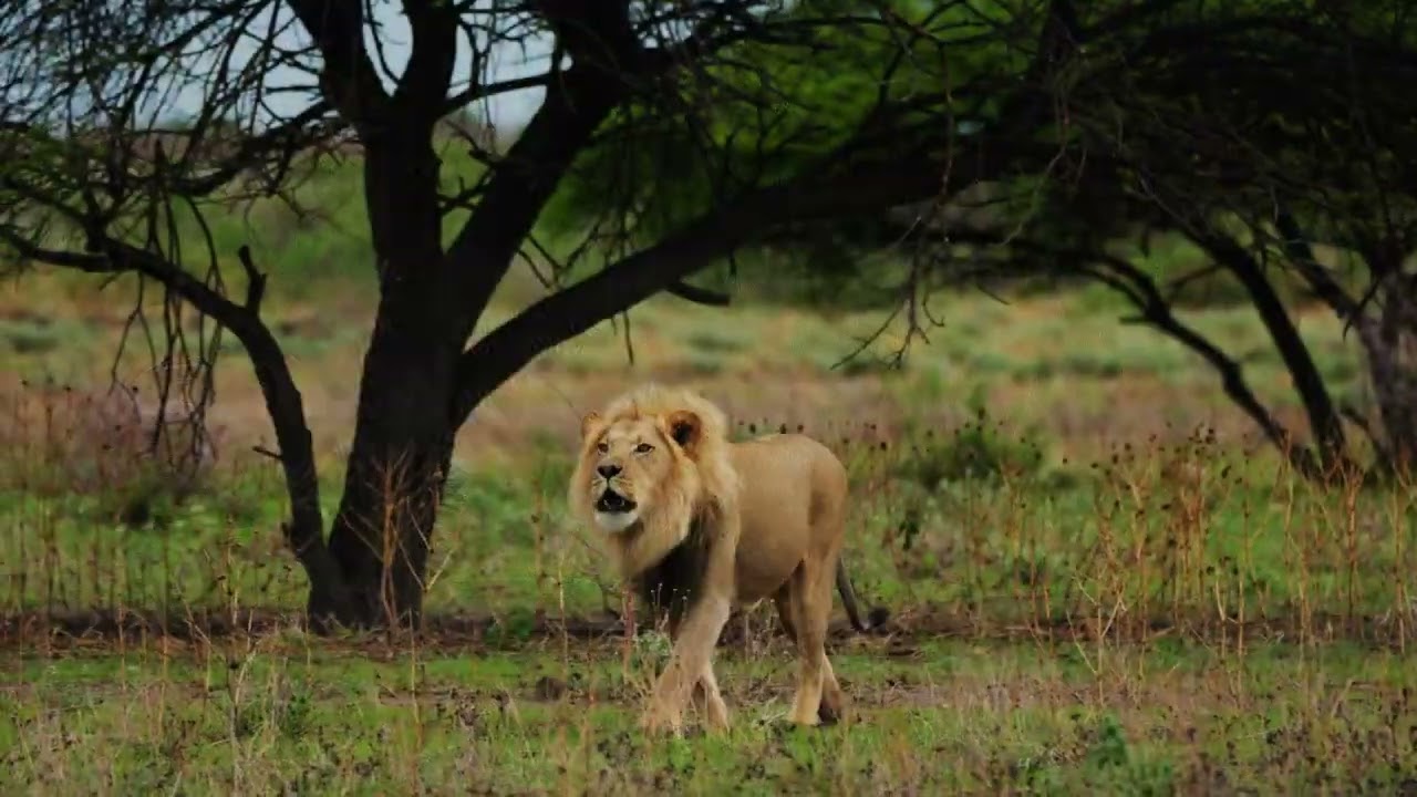 Katambuga Safari Video