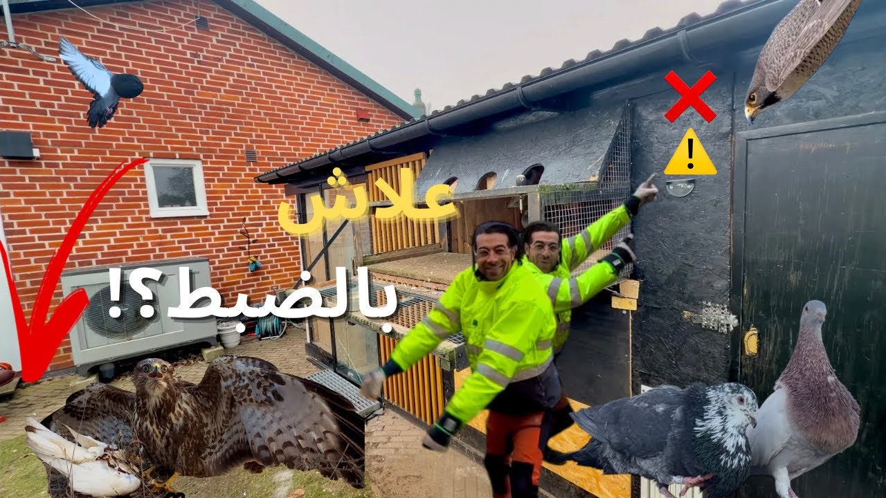 علاش الصقور كتستهدف الحمام الزاجل بالضبط؟ الأسباب وتجربة شخصية 🦅🕊
