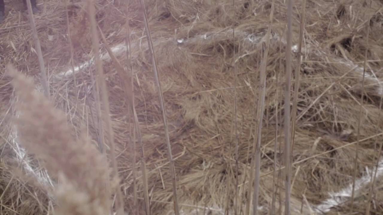 ANICON &mdash; The World As Will (official video)