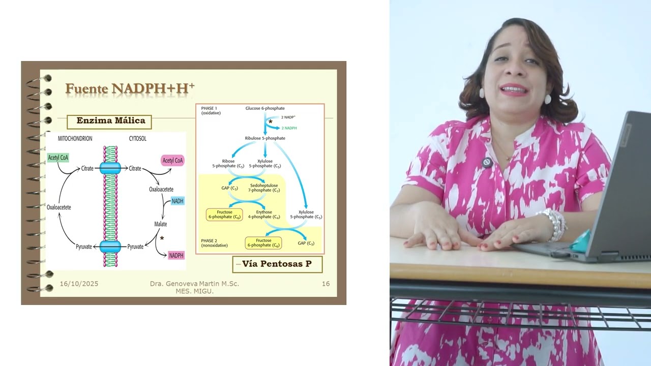Dr. Glennys Mirabal 🧬 Lipogenesis: The biochemical process of fatty acid synthesis