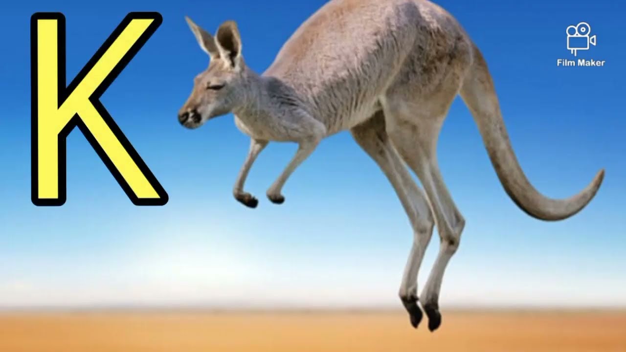 ABC L'alphabet des animaux/apprendre les animaux en français facilement